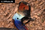 casuarius casuarius southern cassowary casuarius casuarius southern cassowary