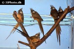 colius striatus speckled mousebird colius striatus speckled mousebird