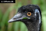 dromaius novaehollandiae emu dromaius novaehollandiae emu