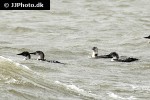 gavia immer great northern loon gavia immer great northern loon