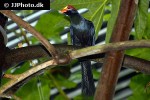 musophaga violacea violet turaco musophaga violacea violet turaco