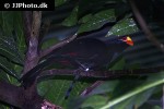 musophaga violacea violet turaco musophaga violacea violet turaco