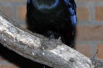 musophaga violacea violet turaco musophaga violacea violet turaco