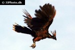 opisthocomus hoazin hoatzin opisthocomus hoazin hoatzin