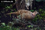 phasianus colchicus ring necked pheasant phasianus colchicus ring necked pheasant