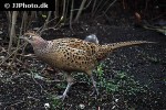 phasianus colchicus ring necked pheasant phasianus colchicus ring necked pheasant