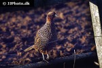 phasianus colchicus ring necked pheasant phasianus colchicus ring necked pheasant