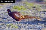 phasianus colchicus ring necked pheasant phasianus colchicus ring necked pheasant