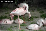 phoenicopterus minor lesser flamingo phoenicopterus minor lesser flamingo