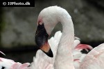 phoenicopterus minor lesser flamingo phoenicopterus minor lesser flamingo