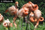 phoenicopterus ruber american flamingo phoenicopterus ruber american flamingo