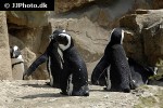 spheniscus demersus african penguin spheniscus demersus african penguin