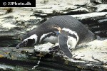 spheniscus demersus african penguin spheniscus demersus african penguin