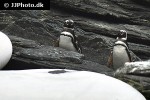 spheniscus demersus african penguin spheniscus demersus african penguin