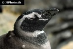 spheniscus demersus african penguin spheniscus demersus african penguin