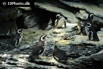 spheniscus demersus african penguin spheniscus demersus african penguin