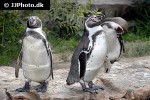spheniscus humboldti humboldt penguin spheniscus humboldti humboldt penguin