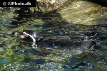 spheniscus humboldti humboldt penguin spheniscus humboldti humboldt penguin