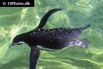 spheniscus humboldti humboldt penguin spheniscus humboldti humboldt penguin