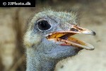 struthio camelus common ostrich struthio camelus common ostrich