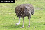 struthio camelus common ostrich struthio camelus common ostrich