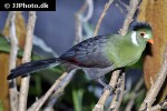 tauraco leucotis white cheeked turaco tauraco leucotis white cheeked turaco