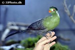 tauraco leucotis white cheeked turaco tauraco leucotis white cheeked turaco
