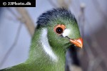 tauraco leucotis white cheeked turaco tauraco leucotis white cheeked turaco