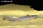 amblyceps cerinum amblyceps cerinum