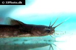 amblyceps species amblyceps species