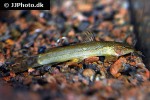 amphilius rheophilus amphilius rheophilus