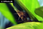 amphilius rheophilus amphilius rheophilus