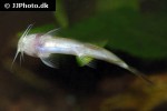 amphilius rheophilus amphilius rheophilus
