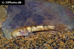astroblepus mancoi astroblepus mancoi
