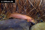 astroblepus mancoi astroblepus mancoi