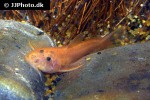 astroblepus mancoi astroblepus mancoi
