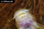astroblepus mancoi astroblepus mancoi