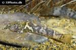 astroblepus species aff mancoi astroblepus species aff mancoi
