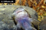 astroblepus species aff mancoi astroblepus species aff mancoi