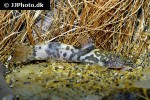 astroblepus species aff mancoi astroblepus species aff mancoi