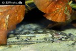 belonoglanis species belonoglanis species