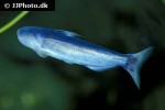 cetopsis coecutiens cetopsis coecutiens