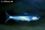 cetopsis coecutiens cetopsis coecutiens