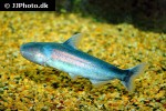 cetopsis coecutiens cetopsis coecutiens