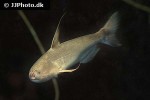 cetopsis coecutiens cetopsis coecutiens