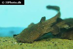 chaca bankanensis chaca bankanensis