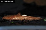 chaca bankanensis chaca bankanensis
