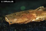 chaca bankanensis chaca bankanensis