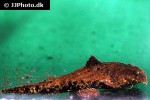 chaca burmensis chaca burmensis