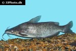 cranoglanis bouderius cranoglanis bouderius